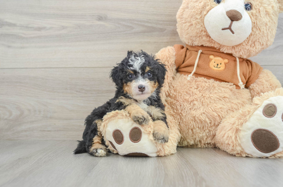 6 week old Mini Bernedoodle Puppy For Sale - Pilesgrove Pups