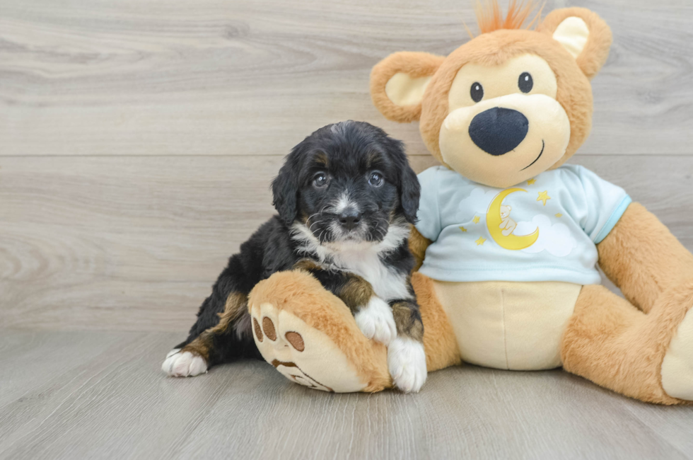 6 week old Mini Bernedoodle Puppy For Sale - Pilesgrove Pups