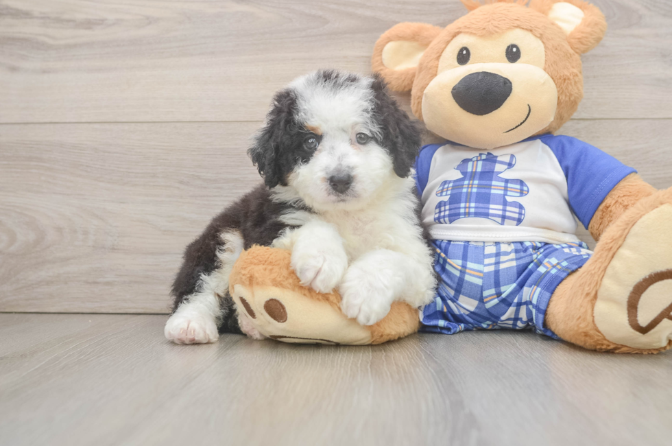 5 week old Mini Bernedoodle Puppy For Sale - Pilesgrove Pups
