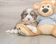 5 week old Mini Bernedoodle Puppy For Sale - Pilesgrove Pups