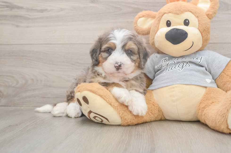 5 week old Mini Bernedoodle Puppy For Sale - Pilesgrove Pups