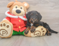 7 week old Mini Bernedoodle Puppy For Sale - Pilesgrove Pups
