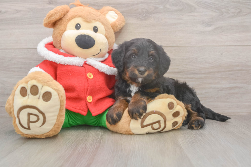 6 week old Mini Bernedoodle Puppy For Sale - Pilesgrove Pups