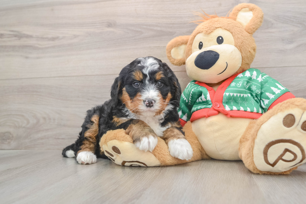 Mini Bernedoodle Pup Being Cute