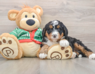 7 week old Mini Bernedoodle Puppy For Sale - Pilesgrove Pups