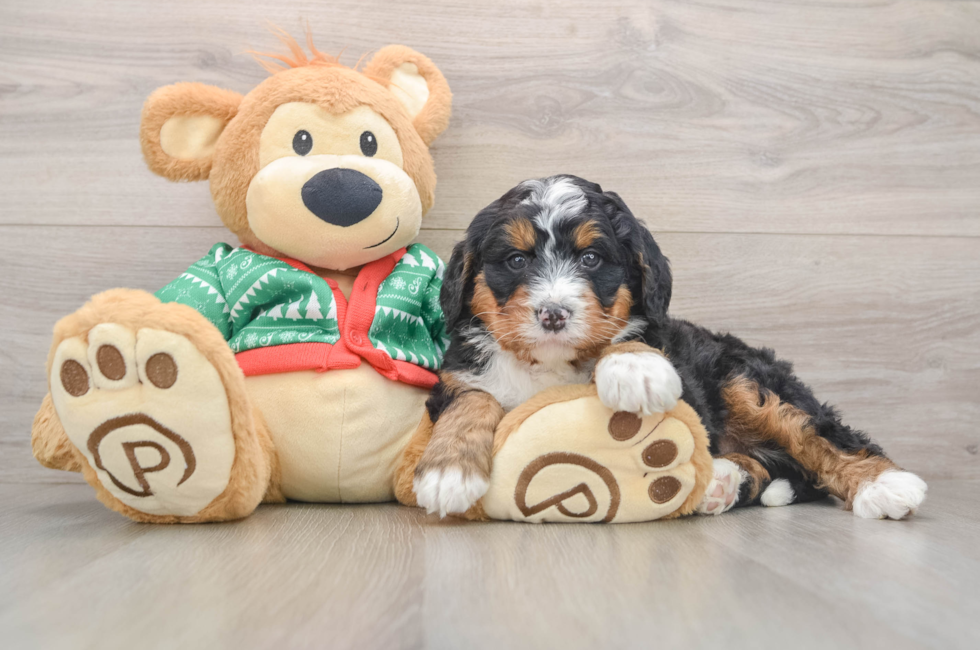 6 week old Mini Bernedoodle Puppy For Sale - Pilesgrove Pups