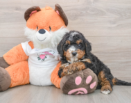 7 week old Mini Bernedoodle Puppy For Sale - Pilesgrove Pups