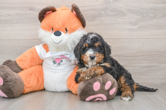 Best Mini Bernedoodle Baby