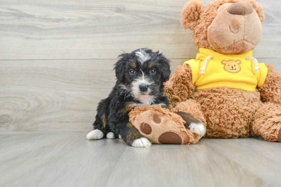 Friendly Mini Bernedoodle Baby