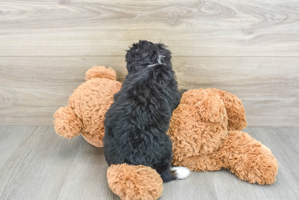 Mini Bernedoodle Pup Being Cute