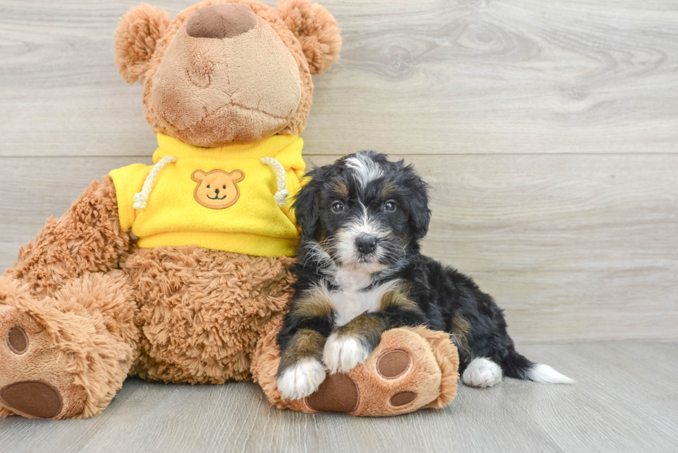 Little Mini Bernese Poodle Poodle Mix Puppy