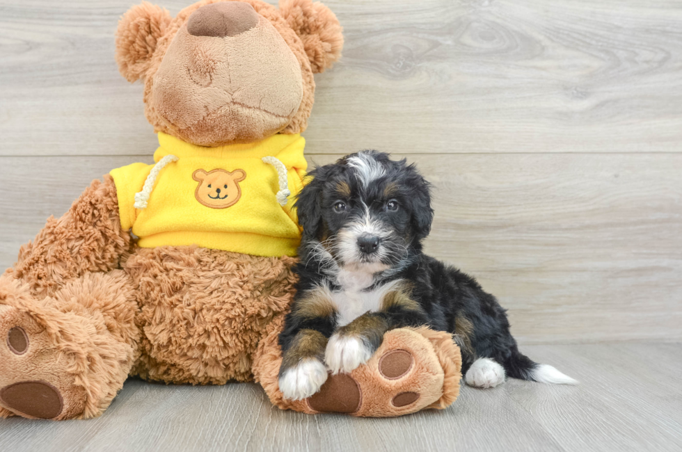 4 week old Mini Bernedoodle Puppy For Sale - Pilesgrove Pups