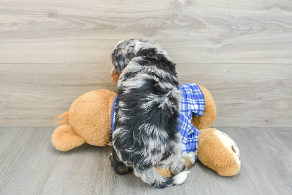 Mini Bernedoodle Pup Being Cute