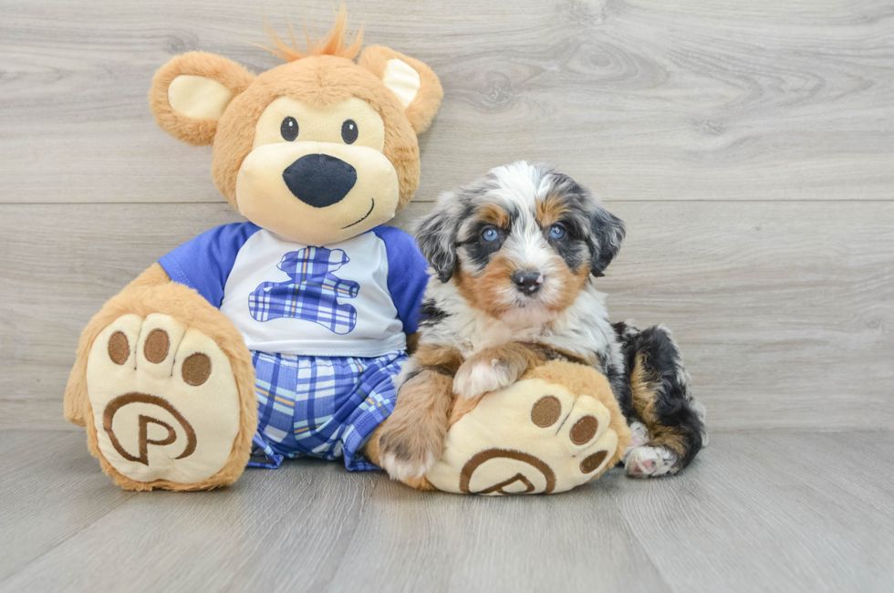 6 week old Mini Bernedoodle Puppy For Sale - Pilesgrove Pups