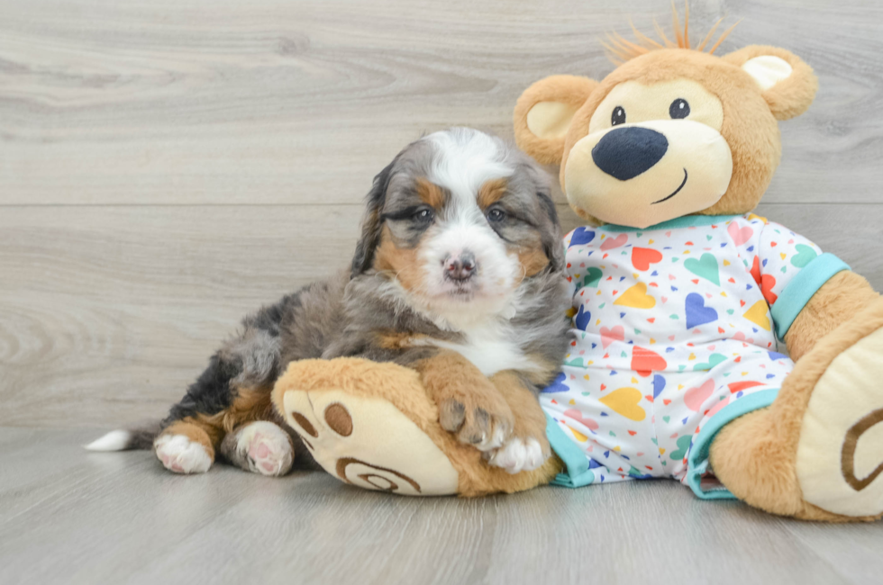 7 week old Mini Bernedoodle Puppy For Sale - Pilesgrove Pups