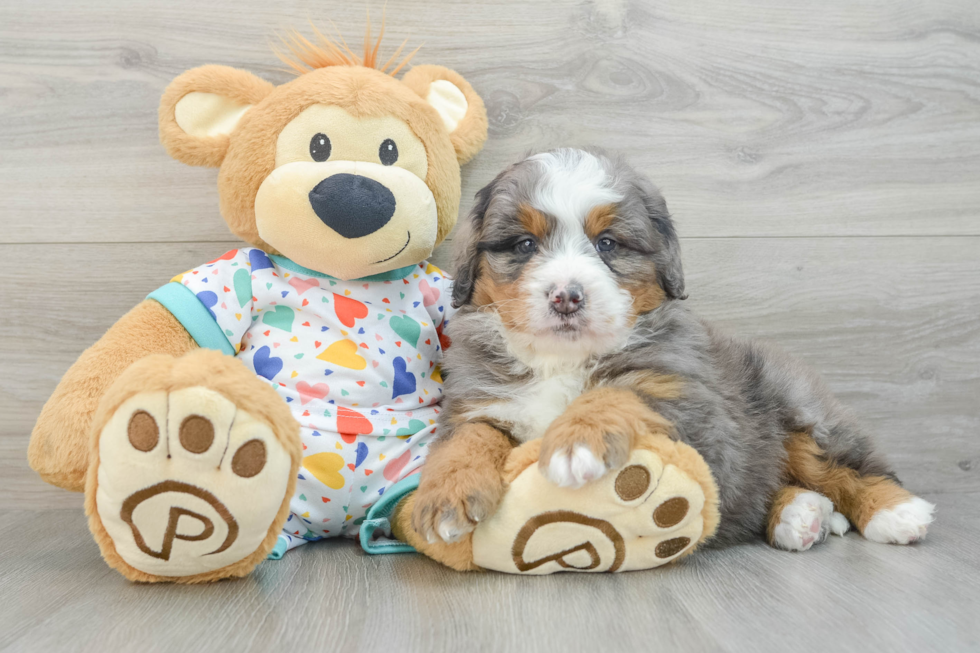 Best Mini Bernedoodle Baby