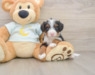 5 week old Mini Bernedoodle Puppy For Sale - Pilesgrove Pups