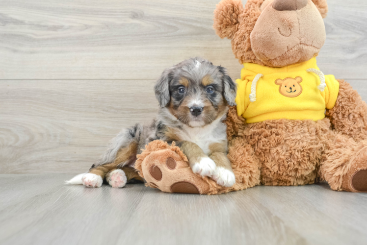 Best Mini Bernedoodle Baby