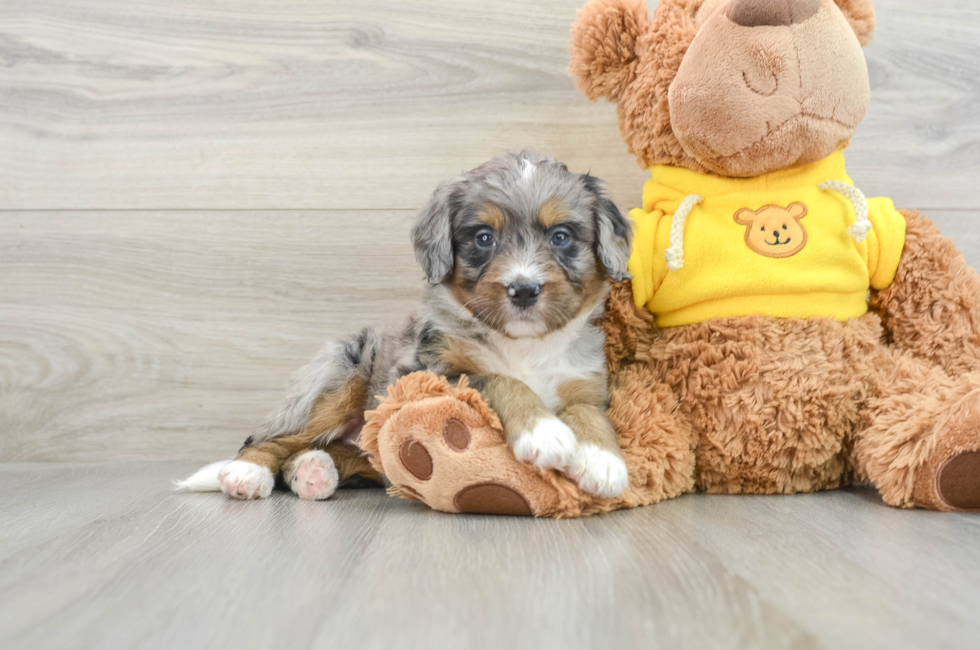 4 week old Mini Bernedoodle Puppy For Sale - Pilesgrove Pups