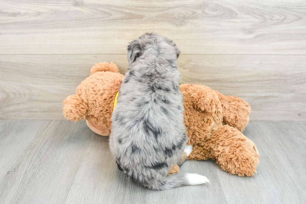 Mini Bernedoodle Pup Being Cute