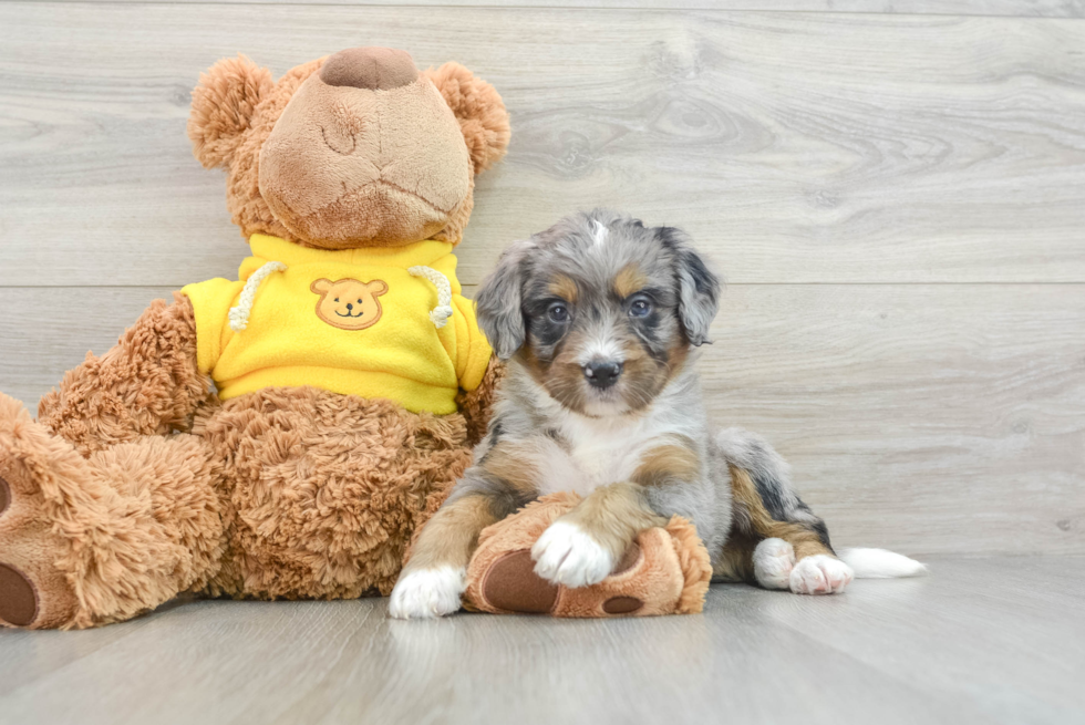 Playful Mini Bernadoodle Poodle Mix Puppy