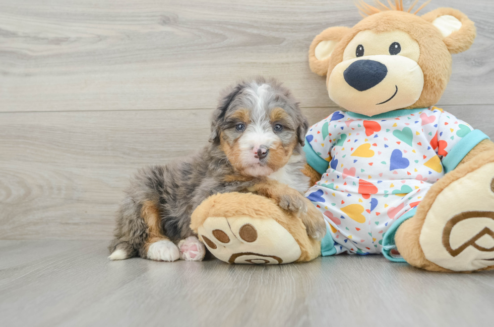 7 week old Mini Bernedoodle Puppy For Sale - Pilesgrove Pups