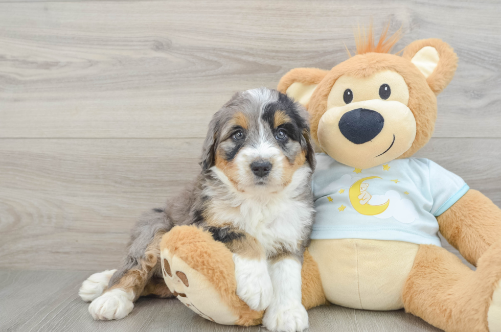 6 week old Mini Bernedoodle Puppy For Sale - Pilesgrove Pups