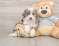 5 week old Mini Bernedoodle Puppy For Sale - Pilesgrove Pups
