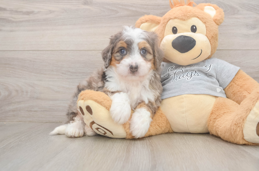 5 week old Mini Bernedoodle Puppy For Sale - Pilesgrove Pups