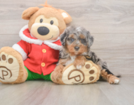 6 week old Mini Bernedoodle Puppy For Sale - Pilesgrove Pups