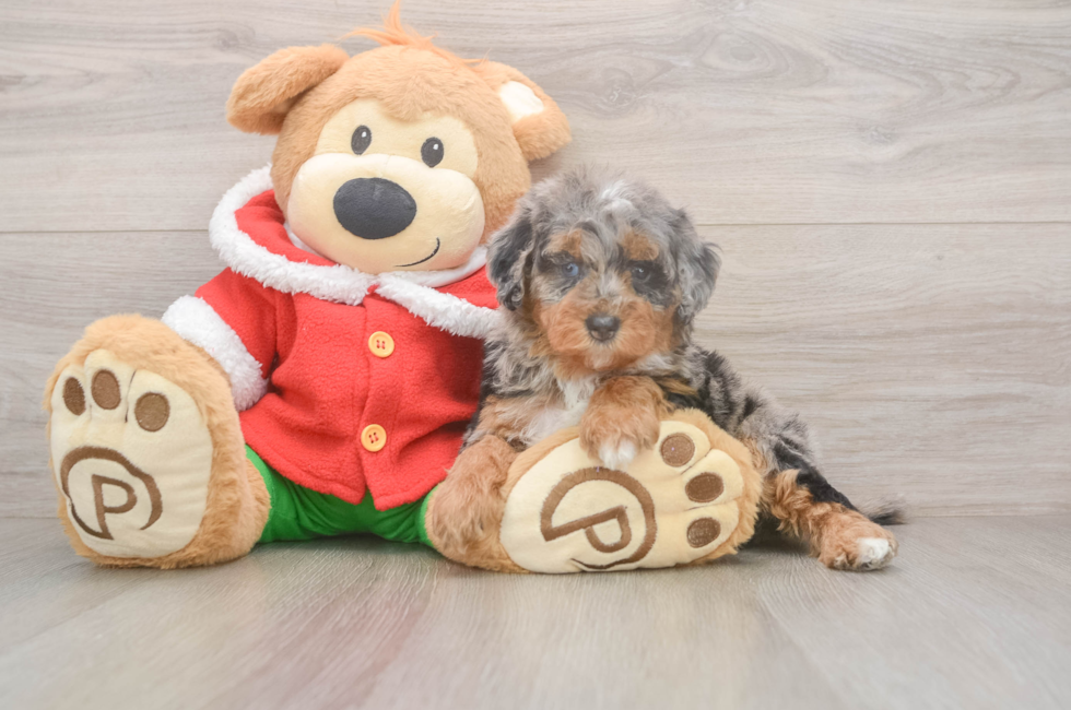 6 week old Mini Bernedoodle Puppy For Sale - Pilesgrove Pups