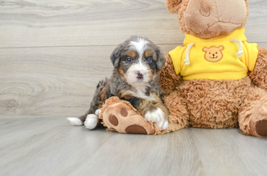 Mini Bernedoodle Pup Being Cute