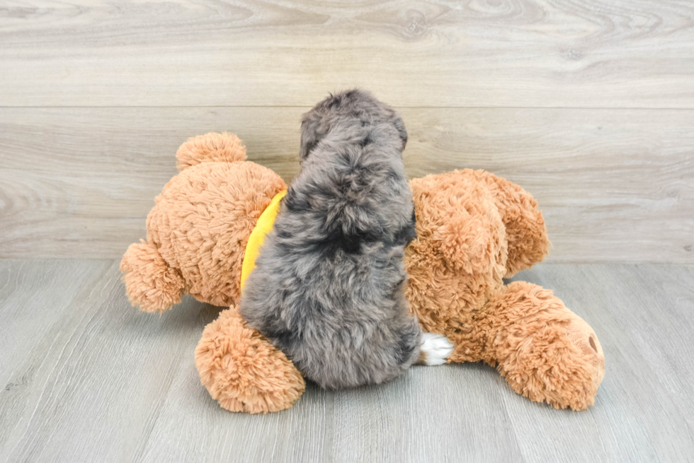 Mini Bernedoodle Puppy for Adoption