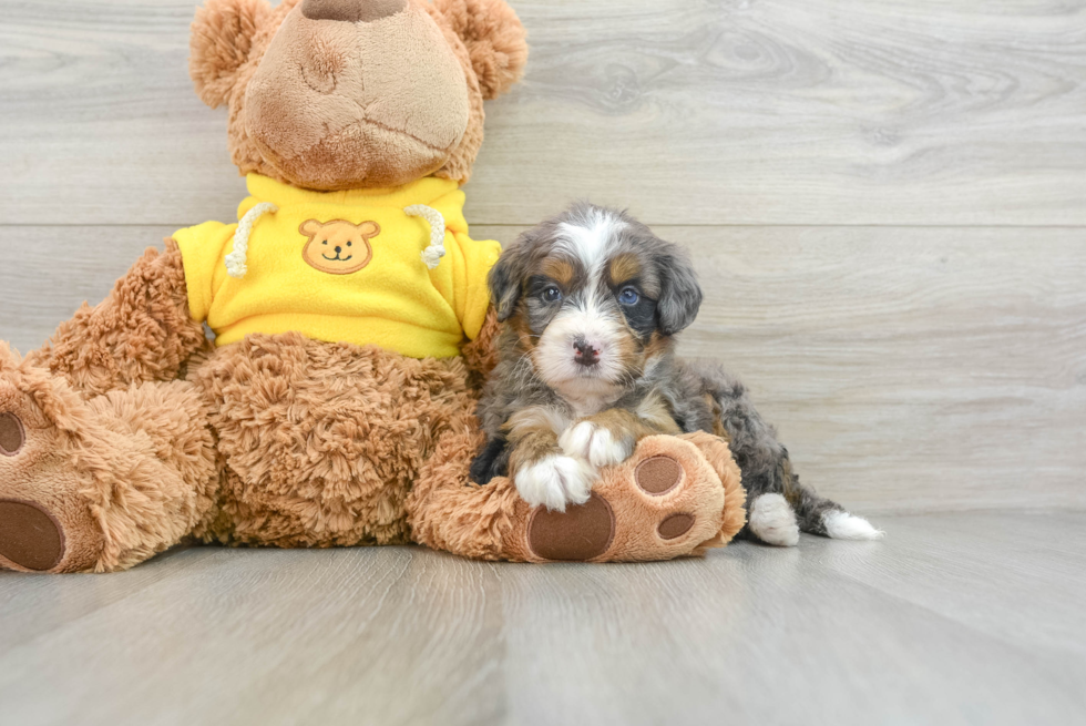 Mini Bernedoodle Pup Being Cute