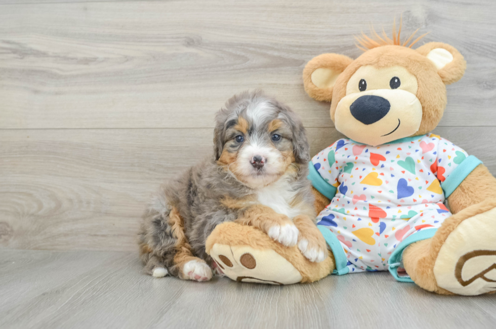 7 week old Mini Bernedoodle Puppy For Sale - Pilesgrove Pups