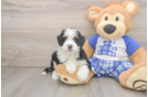 Popular Mini Bernedoodle Poodle Mix Pup