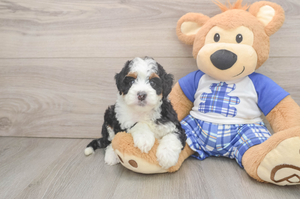 5 week old Mini Bernedoodle Puppy For Sale - Pilesgrove Pups