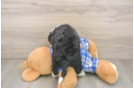 Best Mini Bernedoodle Baby