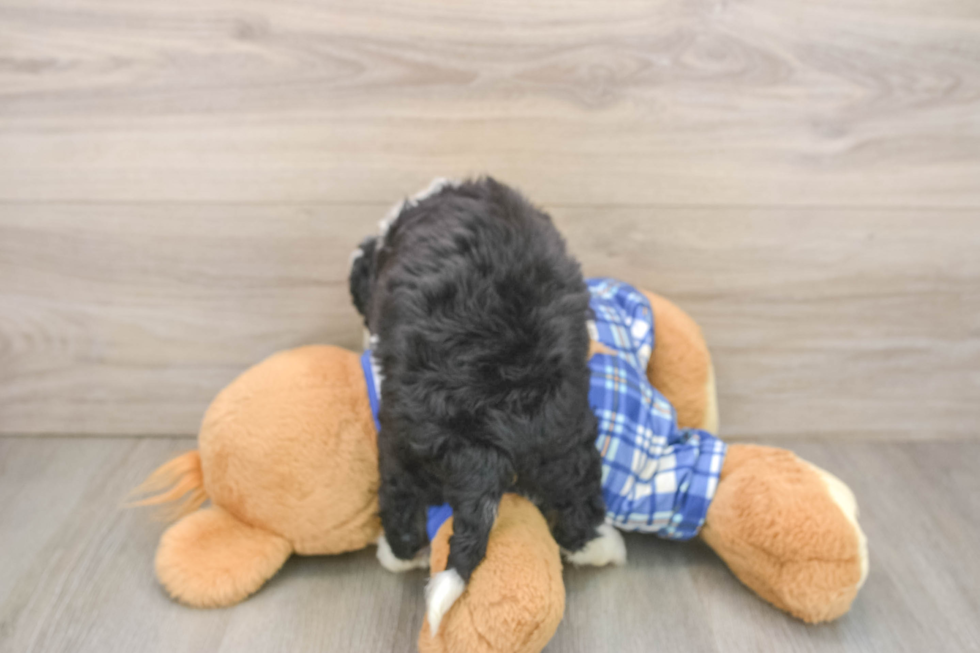 Best Mini Bernedoodle Baby