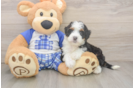 Hypoallergenic Mini Bernesepoo Poodle Mix Puppy