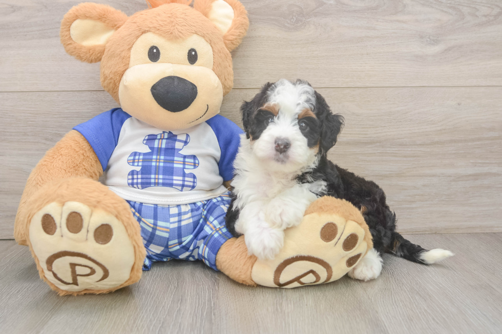 Hypoallergenic Mini Bernesepoo Poodle Mix Puppy