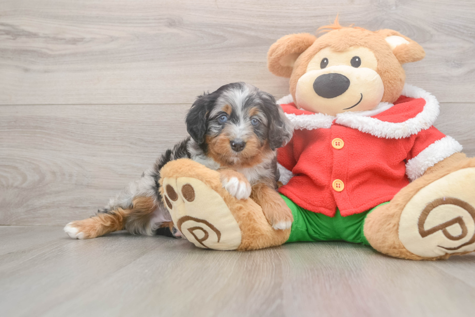 Little Mini Berniedoodle Poodle Mix Puppy