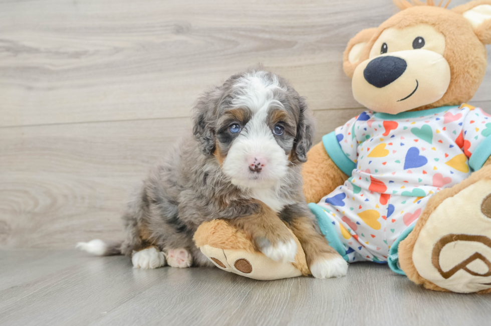 5 week old Mini Bernedoodle Puppy For Sale - Pilesgrove Pups