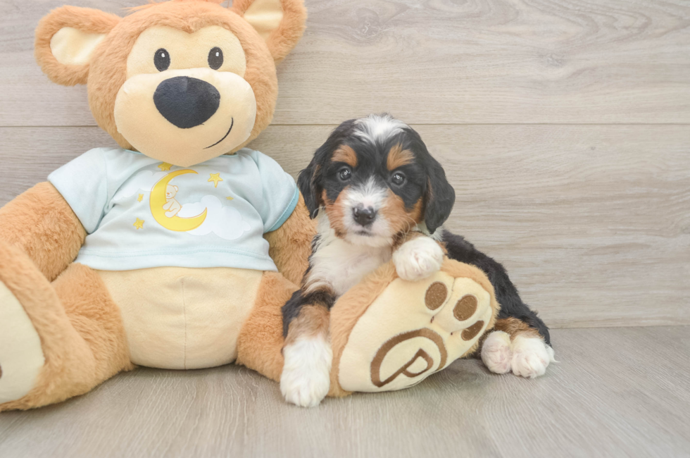 5 week old Mini Bernedoodle Puppy For Sale - Pilesgrove Pups