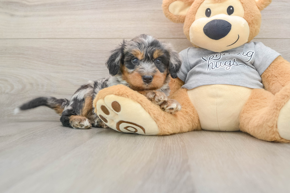 Small Mini Bernedoodle Baby