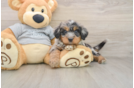 Fluffy Mini Bernedoodle Poodle Mix Pup