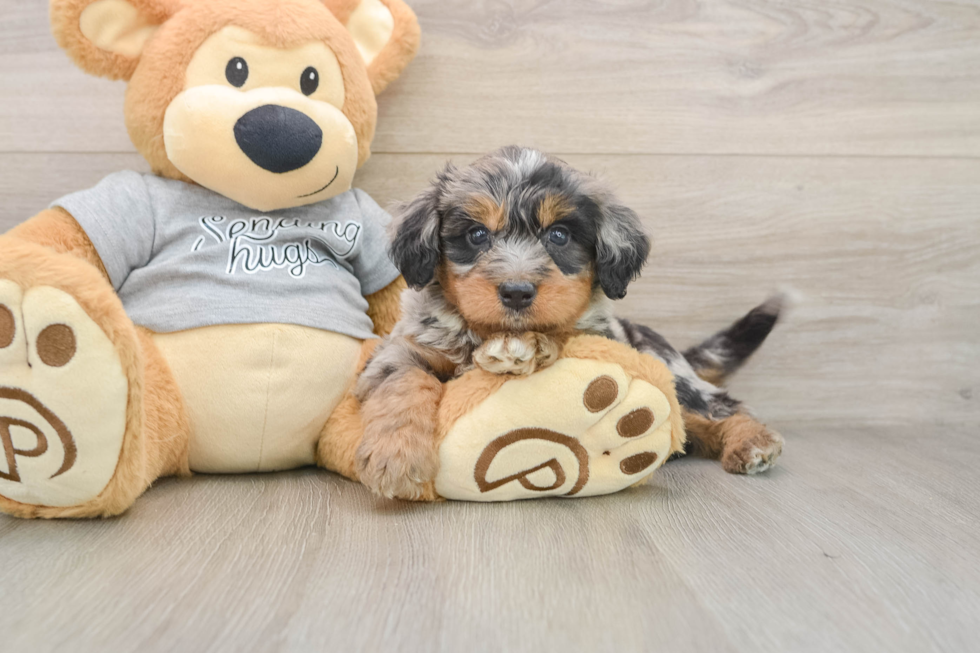Fluffy Mini Bernedoodle Poodle Mix Pup