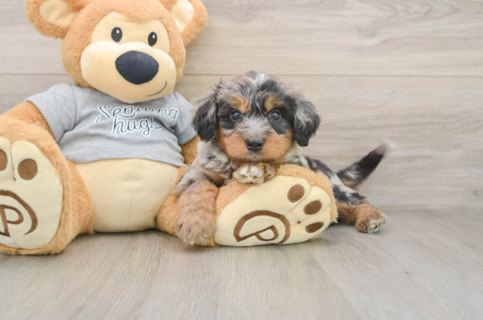 Fluffy Mini Bernedoodle Poodle Mix Pup