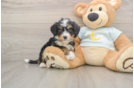 Small Mini Bernedoodle Baby
