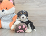 4 week old Mini Bernedoodle Puppy For Sale - Pilesgrove Pups